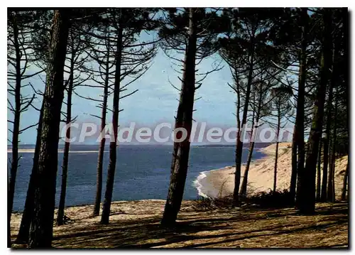 Cartes postales moderne La Cote atlantique Cliche Vignes