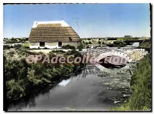 Moderne Karte Paysage de Camargue et cobone de gardian