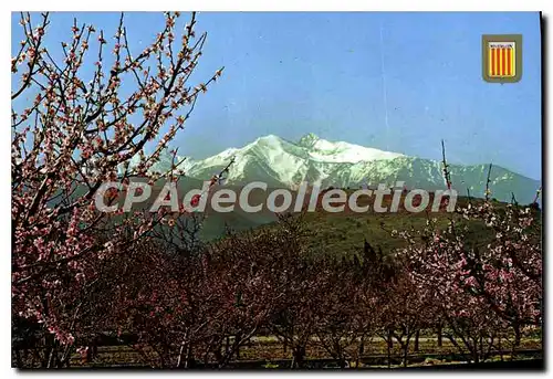 Cartes postales moderne Lumiere et Couleurs du Roussillon Le Canigou