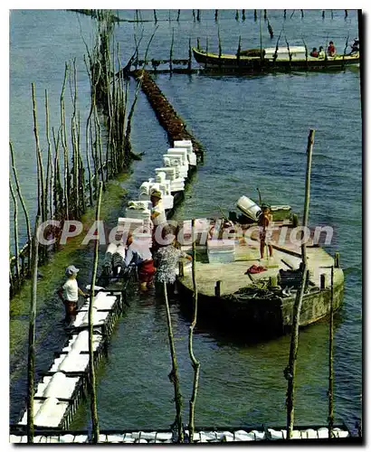 Cartes postales moderne Couleurs et Lumiere de France Bassin d'arcachon Gironde Travail Ostreicole