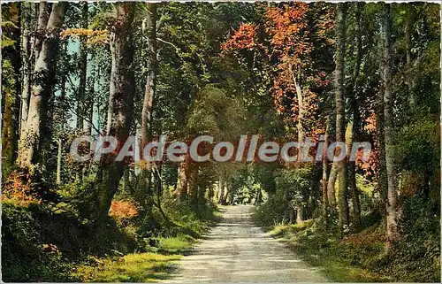 Cartes postales La Normandie Pittoresque Sous Bois