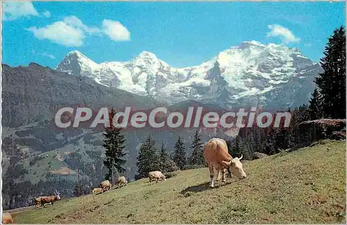 Cartes postales Elger Monch und Jungfrau