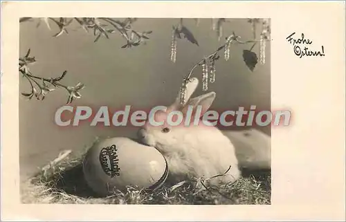 Cartes postales P�ques lapin