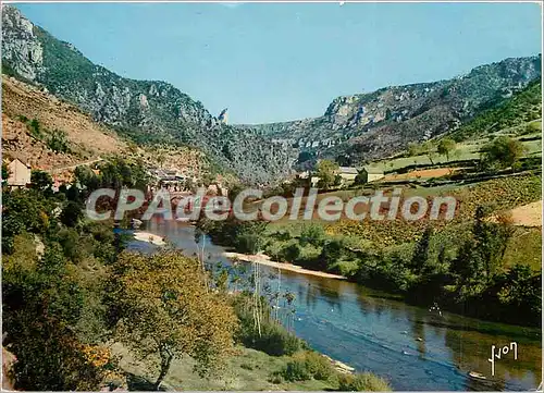 Cartes postales moderne Gorges du Tarn (Lozere) Les Vignes