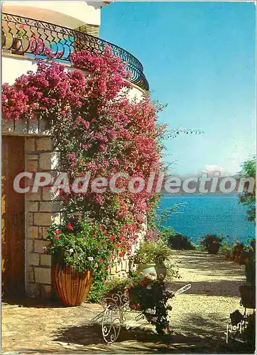 Moderne Karte Les Issambres (Var) Les Bougainvilliers en fleur