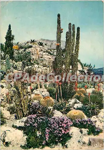 Cartes postales moderne La Cote d'Azur French Riviera Jardin Exotique