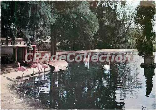 Cartes postales moderne Romaneche (S et L) Parc Zoologique des Condeminals Flamants Roses (Afrique)