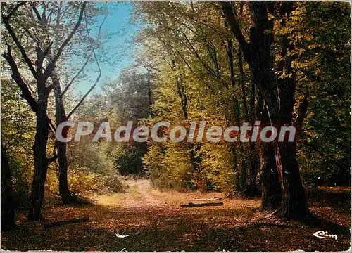 Cartes postales moderne La France Touristique (Nievre) Sous Bois a traves le Morvan