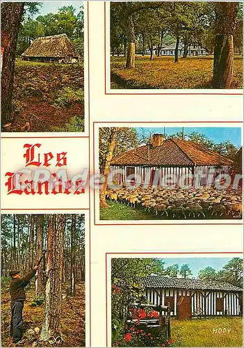 Cartes postales moderne La France La Cote d'Argent Les Landes Touristiques Le Resinier Maison Landaises