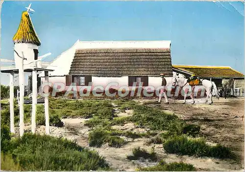 Cartes postales moderne En Camargue (B du R) Domaine de Gardians