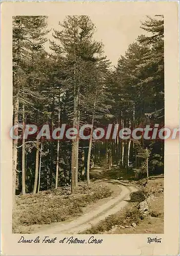 Cartes postales moderne Dans la Foret d'Aitone Corse