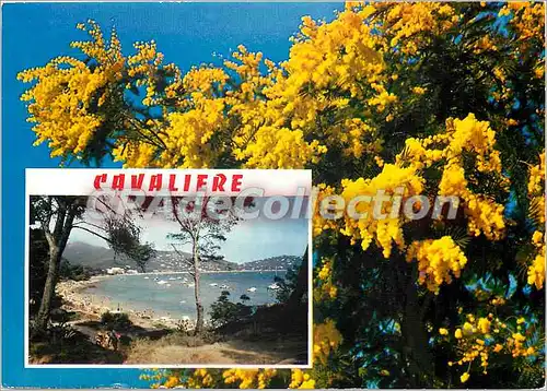 Cartes postales moderne La Cote d'Azur Cavaliere (Var) La Plage du Layet