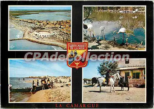 Cartes postales moderne Les Saintes Maries de la Mer (Camargue) Souvenir des Saintes Maries de la Mer