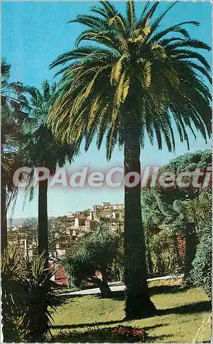 Cartes postales moderne Grasse Vegetation mediterraneenne et la ville