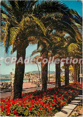 Cartes postales moderne Cannes (A M) La Croisette et le Suquet