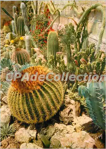 Cartes postales moderne La Cote d'Azur miracle de la nature Jardin exotique de Sanary Bandol (Var) Un des nombreux coin