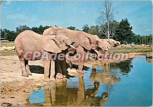 Moderne Karte Parc de Saint Vrain (Essonne) Elephants