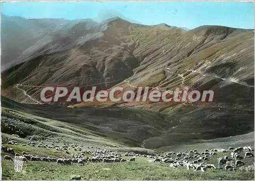 Cartes postales moderne Paturages au col d'Allos (B A) Alt 2250 m les lacets du Col et au loin Grande Sealane (2903 m)