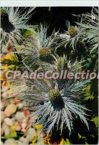 Moderne Karte Fleurs des Alpes Chardons Bleus