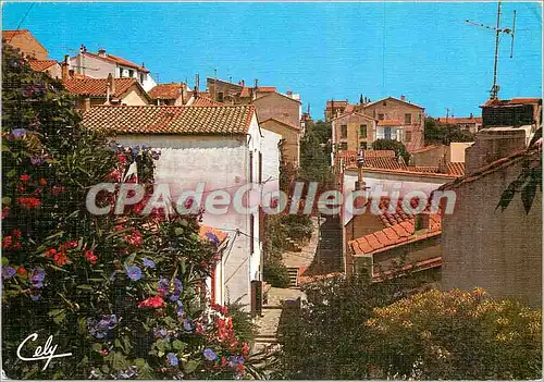 Cartes postales moderne Banyuls Vieille rue