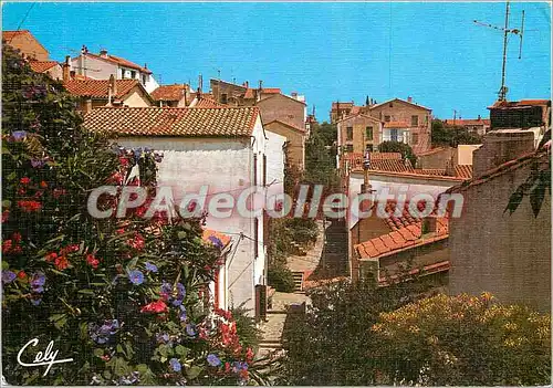 Moderne Karte Banyuls Vieille rue