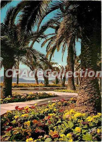 Moderne Karte Cannes (A Mmes) Les Parterres Fleuris de la Croisette et au fond le massif de l'Esterel