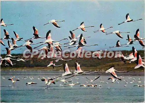 Moderne Karte En Camargue Flamants Roses en vol