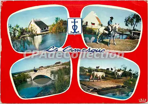 Cartes postales moderne La Camargue