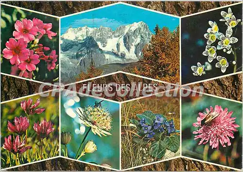 Cartes postales moderne Fleurs des Alpes