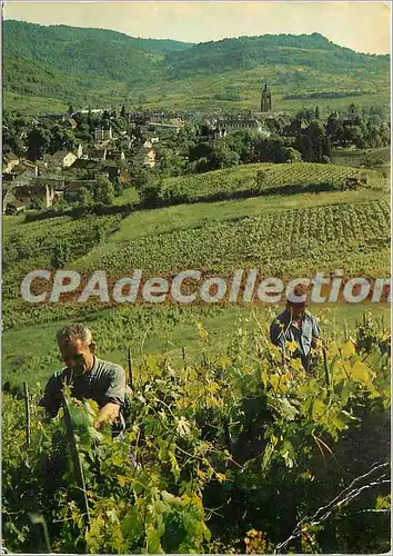 Cartes postales moderne Arbois Jura France Vu du haut de la Vigne de Curan