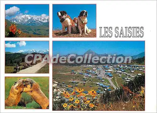 Cartes postales moderne Les Saisies Savoie France alt 1650 m Station Ete Hiver