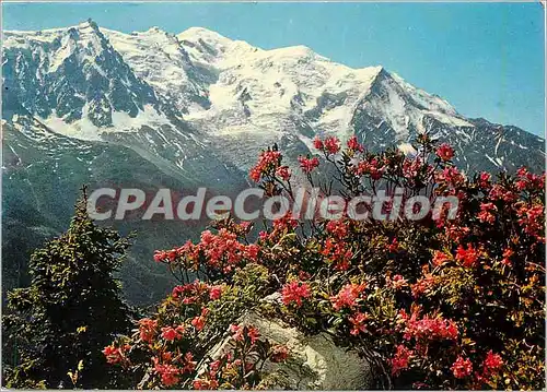 Cartes postales moderne Au Pays du Mont Blanc le Rhodo le roi de la Montagne (Massif du Mont Blanc)