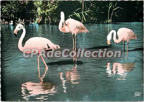 Cartes postales moderne Flamants Roses de Camargue