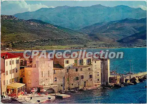 Cartes postales moderne Saint Florent La vieille marine aspect de l'hotel les Lauriers roses