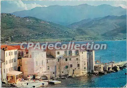 Cartes postales moderne Saint Florent La vieille marine Aspect de l'Hotel les Lauriers Roses