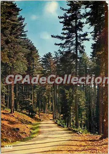 Cartes postales moderne Charmes et Couleurs de la Corse Evisa Foret d'Aitone