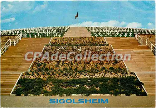 Cartes postales moderne Sigolsheim (Haut Rhin) Necropole (1944 45) comptant 1700 sepultures