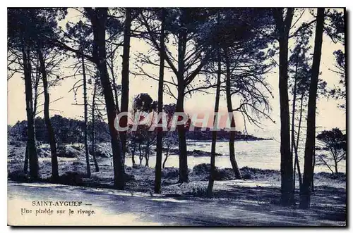 Cartes postales Saint Aygulf Une pinede sur le rivage