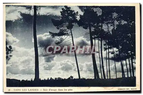 Cartes postales Dans les Landes Soir d'orage dans les pins