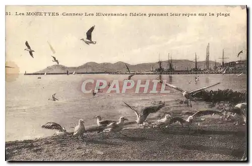 Cartes postales Les Mouettes Cannes les Hivernantes Fideles prenant leur repas sur la plage