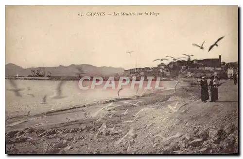 Cartes postales Cannes Les Mouettes sur la Plage