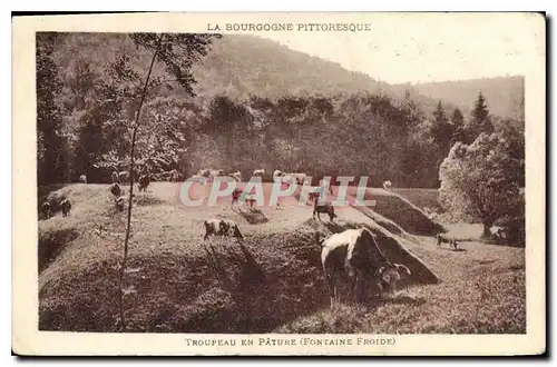 Cartes postales La Bourgogne Pittoresque Troupeau en Pature Fontaine Froide Vaches