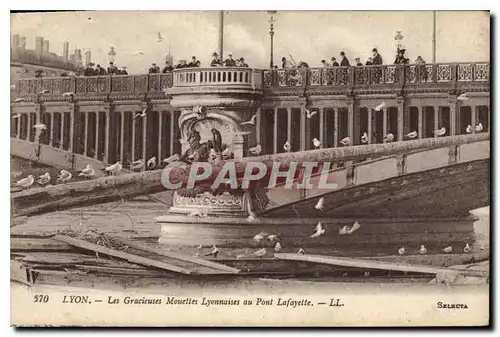 Cartes postales Lyon Les Gracieuses Mouettes Lyonnaises au Pont Lafayette