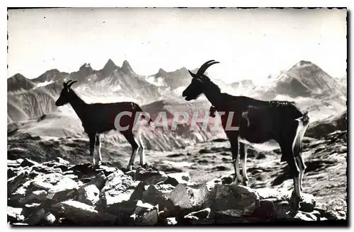 Cartes postales Animaux de nos Montagnes Les Chevres