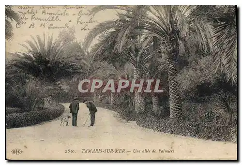 Cartes postales Tamaris sur Mer Une allee de Palmiers