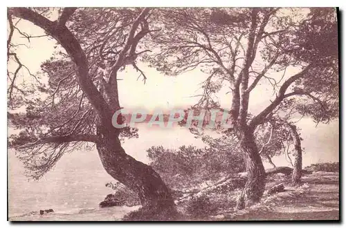 Cartes postales La Cotre d'Azur Etude d'Arbres