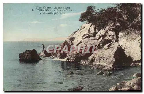 Cartes postales Cote d'Azur Toulon le Pin de Galles