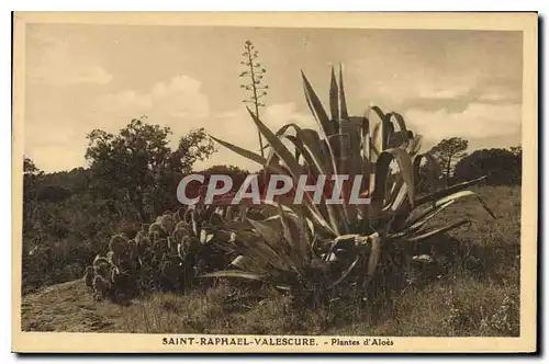 Cartes postales Saint Raphael Valescure Plantes d'Aloes