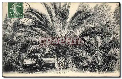 Cartes postales Saint Raphael Palmiers des Jardins de Ville