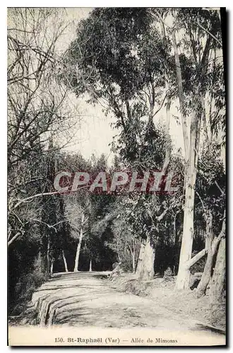 Cartes postales Saint Raphael Var Allee de Mimosas